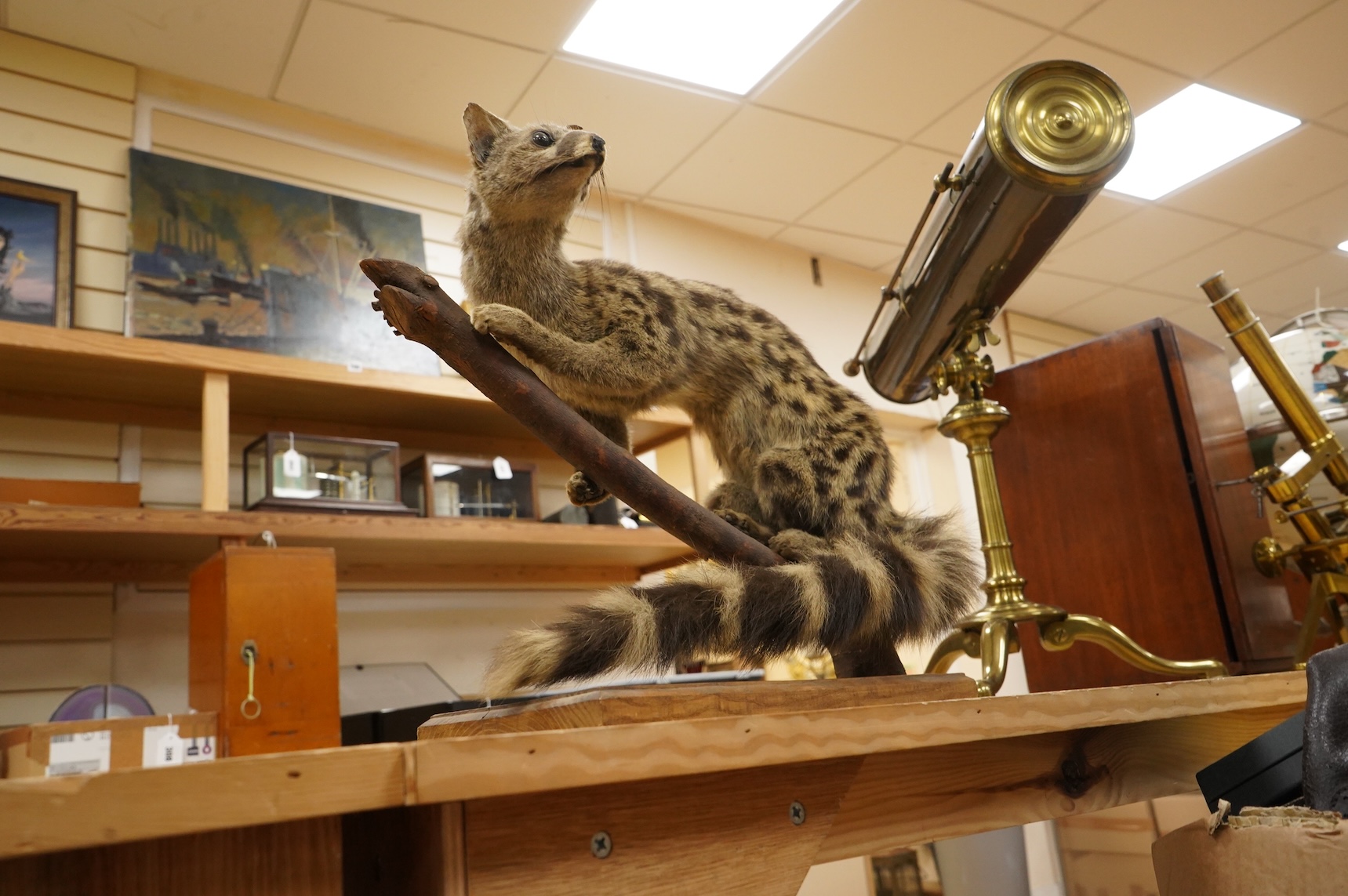 A taxidermy ganet mounted on a branch, 37cm high, base 34.5cm wide